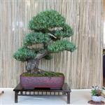 SBA-National Bonsai Exhibition 2014 (39).jpg